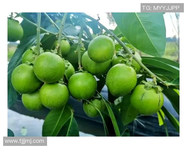 水果的多样魅力:探索世界各地独特果品与营养价值的奇妙之旅 水果的多样魅力:探索世界各地独特果品与营养价值的奇妙之旅